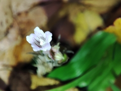 Strobilanthes reptans