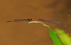 Prodasineura verticalis