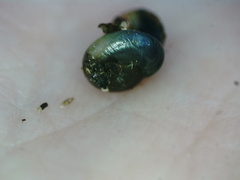 Glyphyalinia