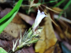 Strobilanthes reptans