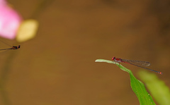 Pseudagrion pilidorsum