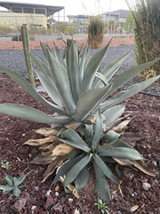 Agave applanata