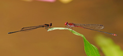 Pseudagrion pilidorsum