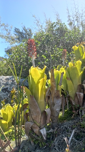 Aechmea comata (Aechmea comata)
