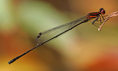 Prodasineura verticalis