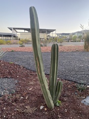 Isolatocereus dumortieri