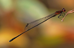 Prodasineura verticalis