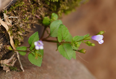 Torenia