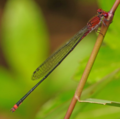 Pseudagrion pilidorsum