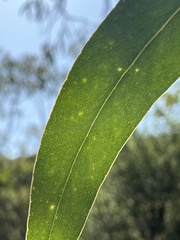 Eucalyptus luehmanniana