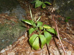 Cardamine enneaphyllos