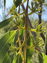 Eucalyptus luehmanniana