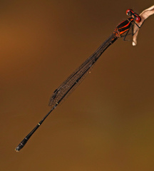 Prodasineura verticalis