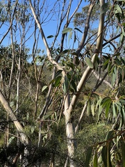 Eucalyptus luehmanniana