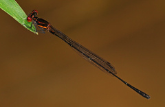 Prodasineura verticalis