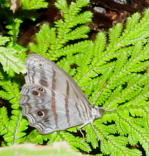 Magneuptychia lethra