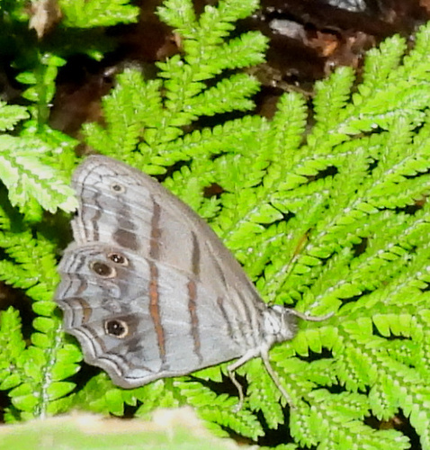 Magneuptychia lethra