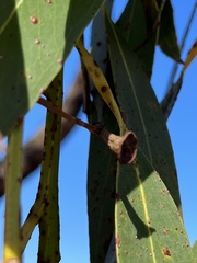 Eucalyptus luehmanniana