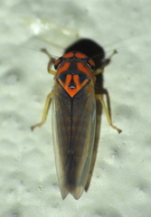 Napo brazosellus