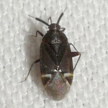 Myiomma cixiiforme