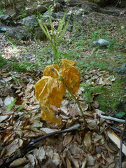 Cardamine enneaphyllos