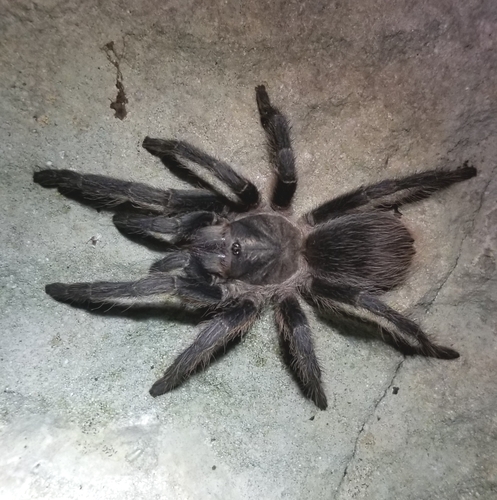 Cyrtopholis bonhotei