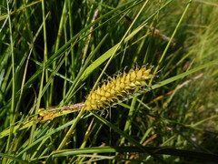 Carex vesicaria
