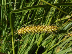 Carex vesicaria