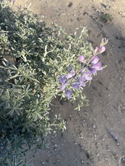 Lupinus albifrons