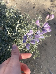 Lupinus albifrons