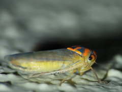 Napo brazosellus