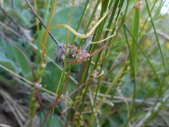 Cuscuta europaea