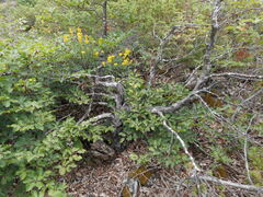 Chamaecytisus austriacus