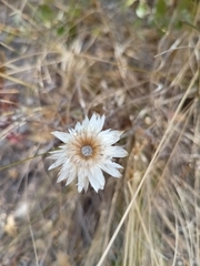 Helichrysum leucopsideum