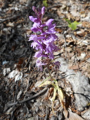 Dactylorhiza saccifera