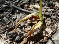 Dactylorhiza saccifera