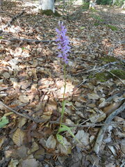 Dactylorhiza saccifera