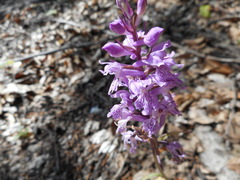 Dactylorhiza saccifera