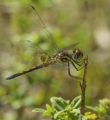 Celithemis ornata