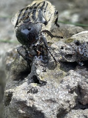 Trichaulax philipsii