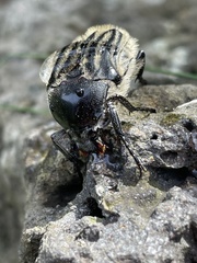 Trichaulax philipsii