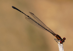 Prodasineura verticalis