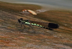 Libellago semiopaca