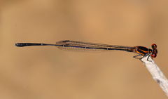 Prodasineura verticalis