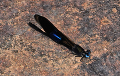 Euphaea subcostalis