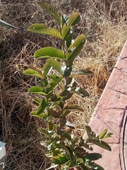 Psidium guajava