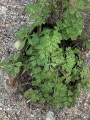 Chaerophyllum tainturieri