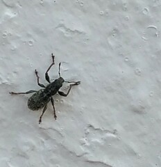 Andrion regensteinense