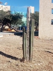 Lophocereus marginatus