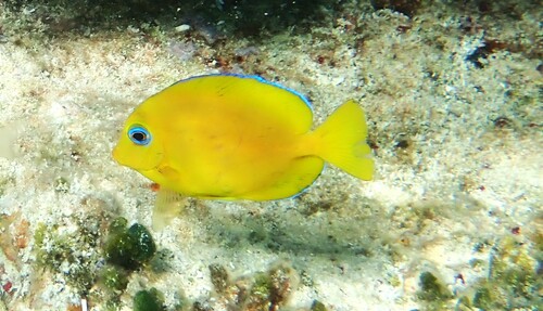 Photo of Blue tang surgeonfish (Acanthurus coeruleus)